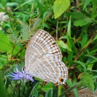 Elephantopus scaber L.